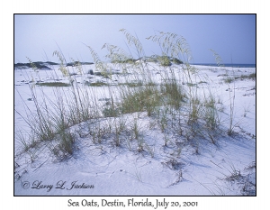 Sea Oats