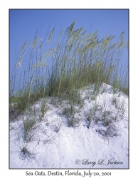 Sea Oats