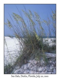 Sea Oats