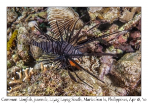 Common Lionfish