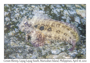 Ceram Blenny