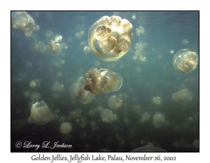 Golden Jellies