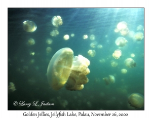 Golden Jellies