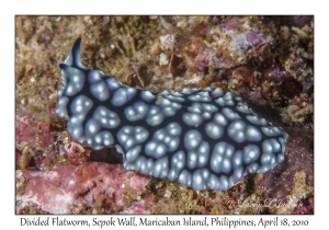 Divided Flatworm