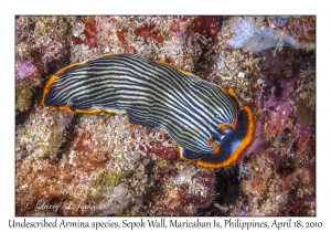 Undescribed Armina species