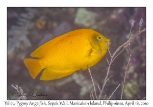 Yellow Pygmy Angelfish