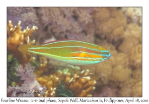 Fourline Wrasse