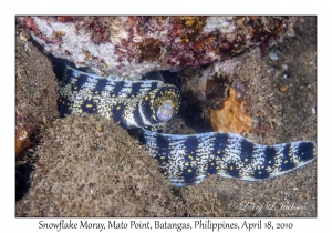 Snowflake Moray