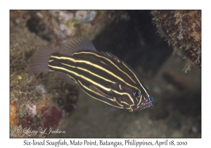 Six-lined Soapfish