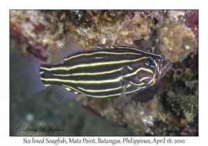 Six-lined Soapfish