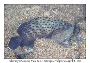 Palemargin Grouper