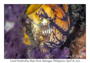 Lined Nembrotha