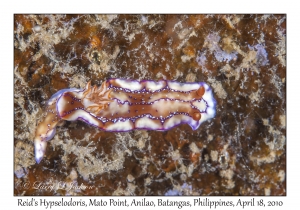 Reid's Hypselodoris