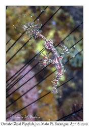 Ornate Ghost Pipefish