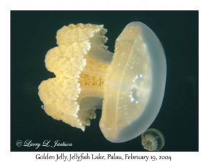 Golden Jelly