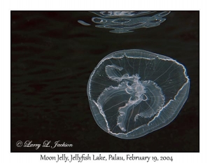 Moon Jelly