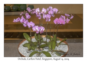 Orchids