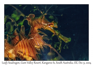 Leafy Seadragon photo