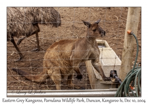 Eastern Grey Kangaroo