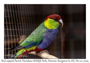 Red-capped Parrot