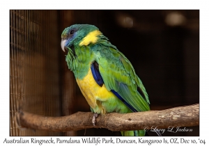 Australian Ringneck