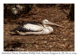 Australian Pelican