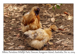 Silkies
