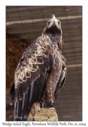 Wedge-tailed Eagle