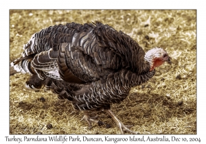 Turkey