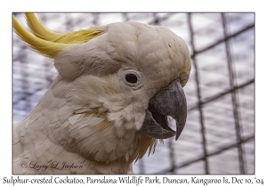 Sulphur-crested Cockatoo