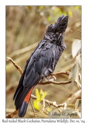 Red-tailed Black Cockatoo