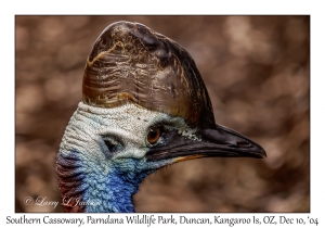 Southern Cassowary