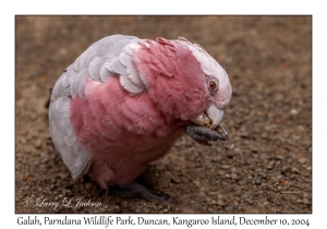 Galah