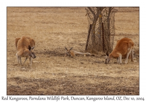 Red Kangaroos