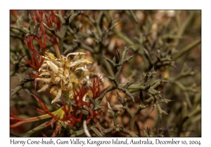 Horny Cone-bush