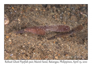 Robust Ghost Pipefish