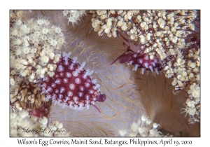 Wilson's Egg Cowries