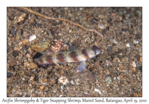Arcfin Shrimpgoby & Tiger Snapping Shrimp