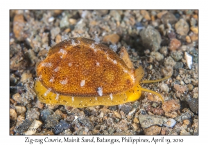 Zig-zag Cowrie