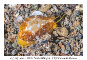 Zig-zag Cowrie