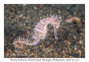 Thorny Seahorse