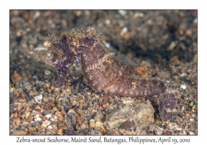 Zebra-snout Seahorse