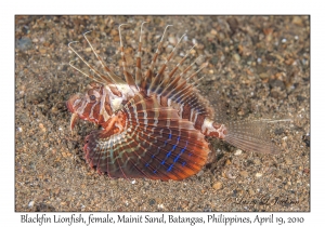 Blackfin Lionfish