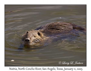 Nutria