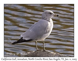 California Gull, immature