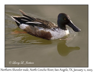 Northern Shoveler, male