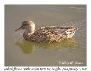 Gadwall, female