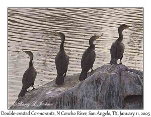 Double-crested Cormorants