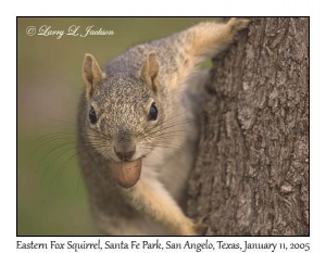 Eastern Fox Squirrel