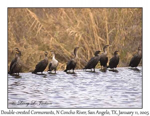 Double-crested Cormorants